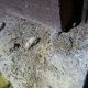住宅の白蟻対策完全ガイド！！～米沢市の専門業者が教える効果的な予防と駆除方法～