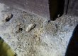 住宅の白蟻対策完全ガイド！！～米沢市の専門業者が教える効果的な予防と駆除方法～
