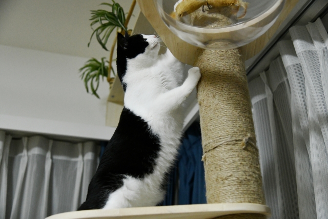 猫と暮らしやすいお家へリフォーム【Re:kurasuお役立ち情報コラムVol.68】